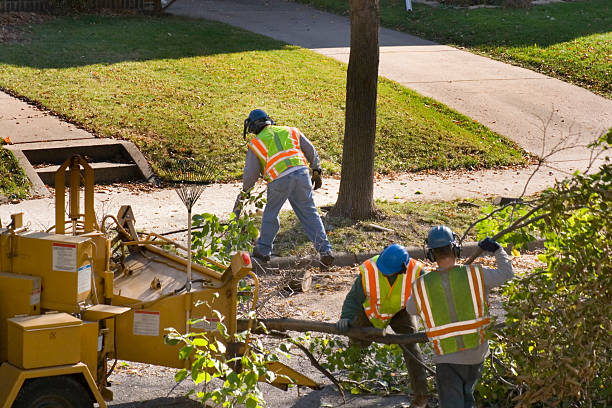 The Steps Involved in Our Tree Care Process in Farmersville, CA